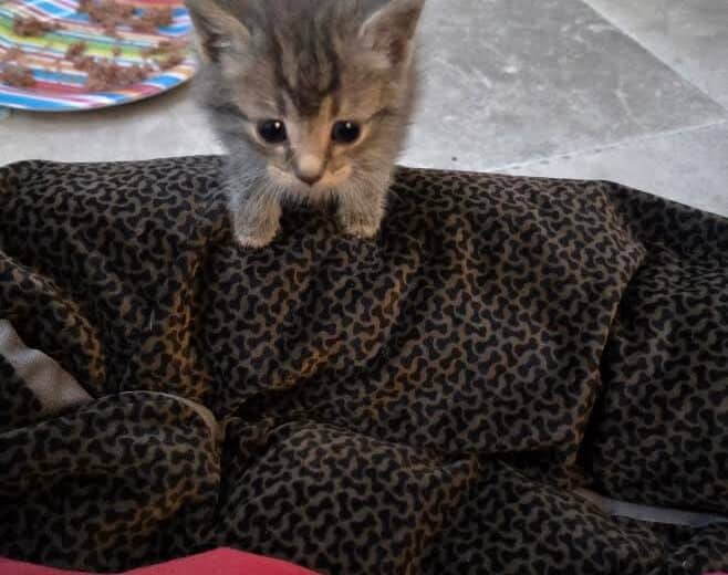 Cheerleader - Domestic Shorthair available for adoption