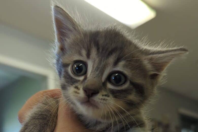 Cataclysm - Domestic Shorthair available for adoption