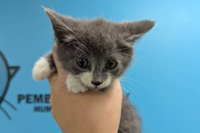 Cyclone - Domestic Shorthair available for adoption