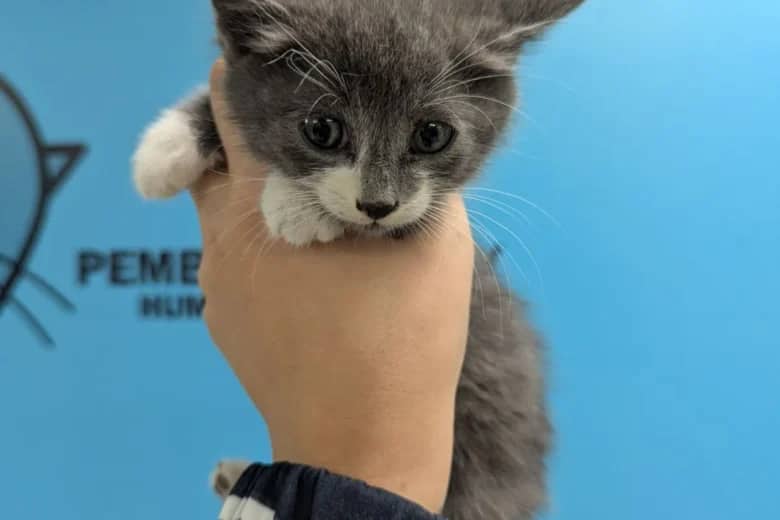 Cyclone - Domestic Shorthair available for adoption
