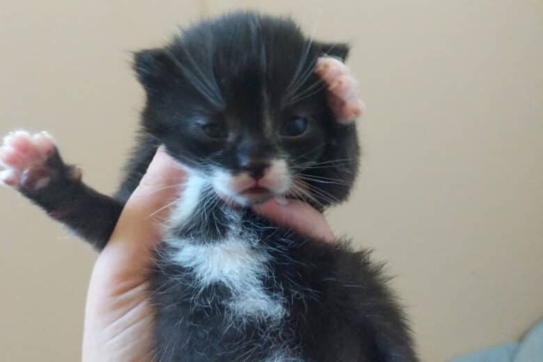 Jacksepticeye - Domestic Shorthair available for adoption