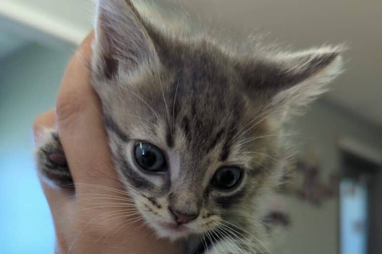 Catastrophe - Domestic Shorthair cat available for adoption at Pembina Valley Humane Society in Morden