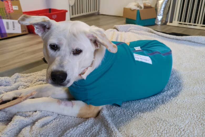 Belladonna - Mixed Breed available for adoption in Manitoba