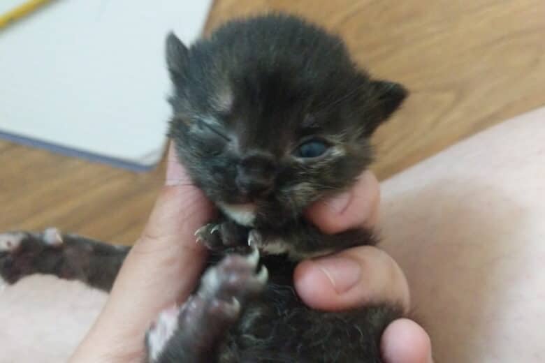 Chibidoki - Domestic Shorthair cat available for adoption in Manitoba