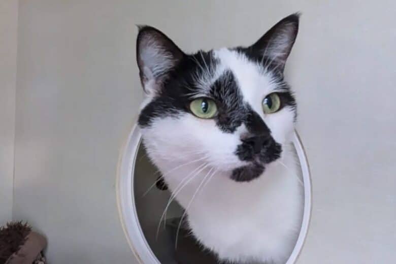 Ferdinand - Domestic Shorthair cat available for adoption at Pembina Valley Humane Society in Morden