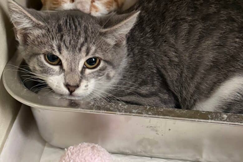 Kevin - Domestic Shorthair available for adoption