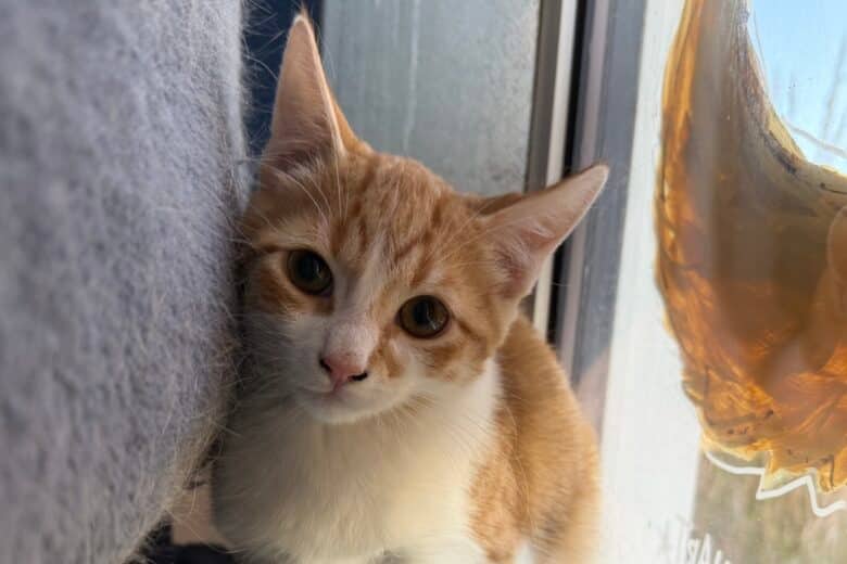 Eddy - Domestic Shorthair available for adoption