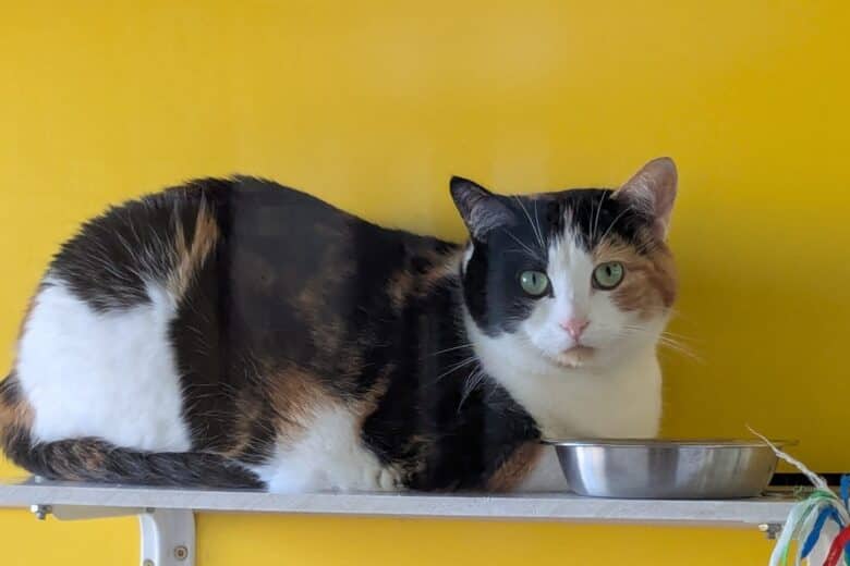 Sally - Calico cat available for adoption at Pembina Valley Humane Society in Morden