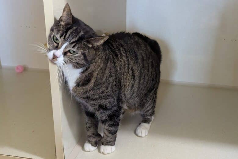 Onyx - Domestic Shorthair cat available for adoption in Manitoba