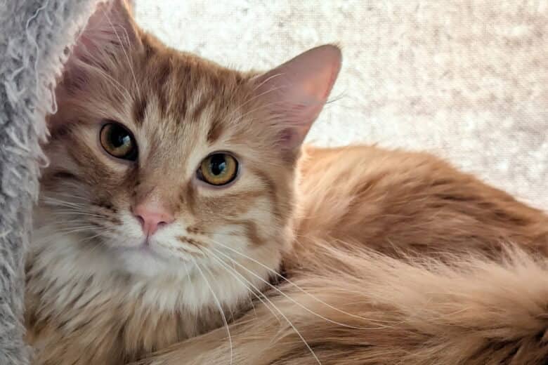 Suitor - Domestic Shorthair cat available for adoption in Manitoba