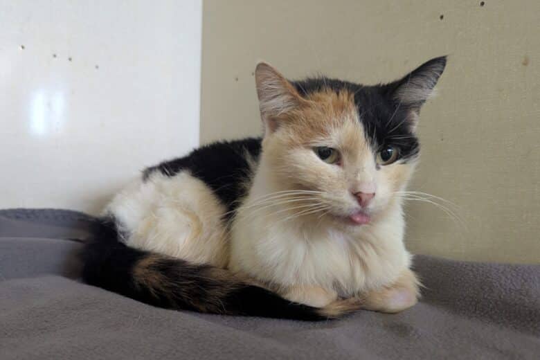 Nana - Domestic Shorthair available for adoption
