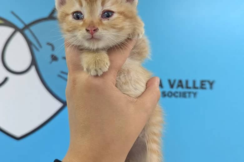 Chernobyl - Domestic Shorthair cat available for adoption at Pembina Valley Humane Society in Morden