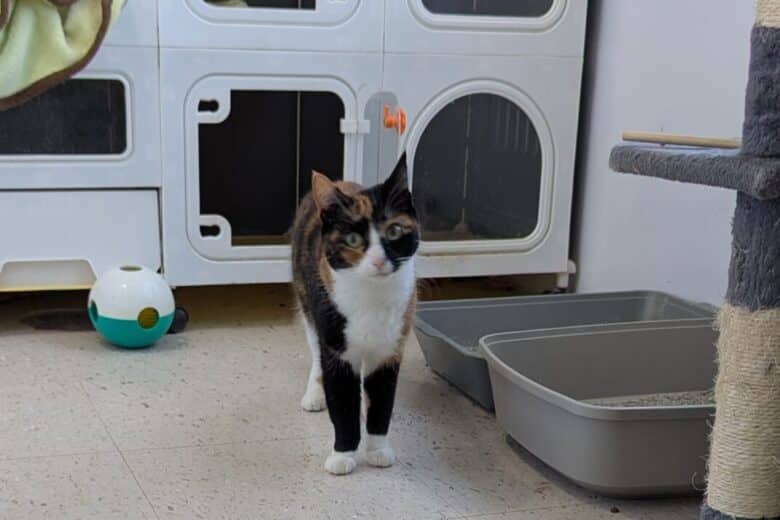 Sashay - Calico available for adoption