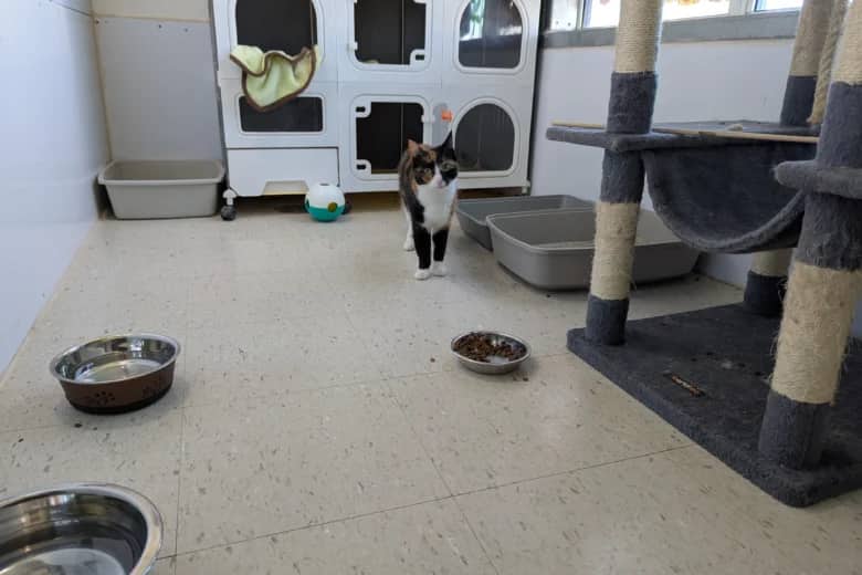 Sashay - Calico available for adoption