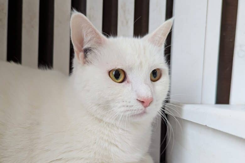 Heebie Jeebie - Domestic Shorthair cat available for adoption at Pembina Valley Humane Society in Morden