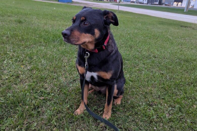 JC - Rottweiler available for adoption in Manitoba