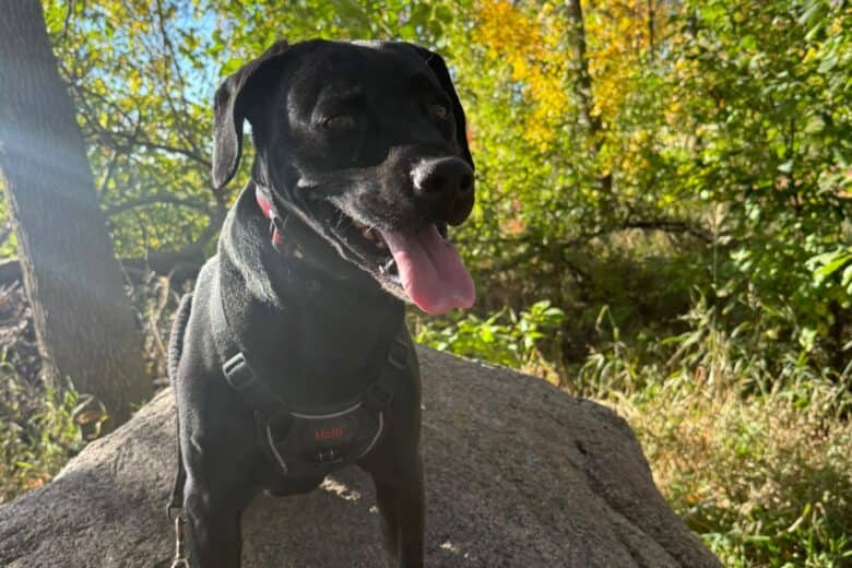 Stubby Tubby - Mixed Breed available for adoption in Manitoba