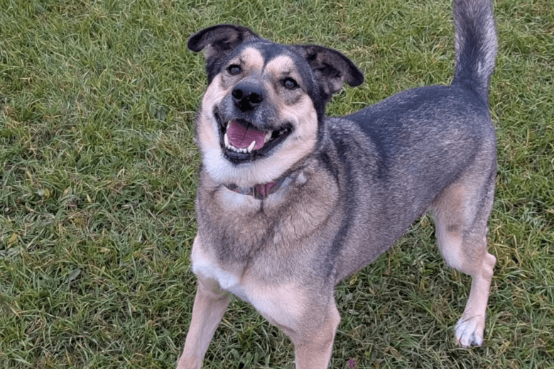 Daisy Duke - Mixed Breed available for adoption in Manitoba