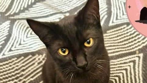 Dumas - Domestic Shorthair available for adoption
