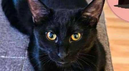 Myles - Domestic Shorthair cat available for adoption at A.B.C.'S Rescue in Montreal