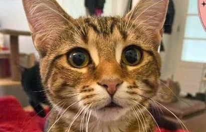 Naomi - Domestic Shorthair available for adoption
