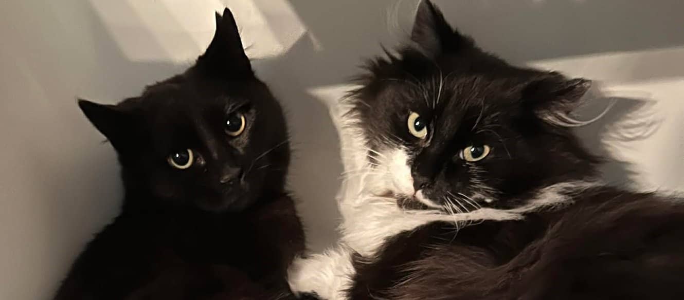 Light & Shadow - Domestic Shorthair cat available for adoption at A.B.C.'S Rescue in Montreal