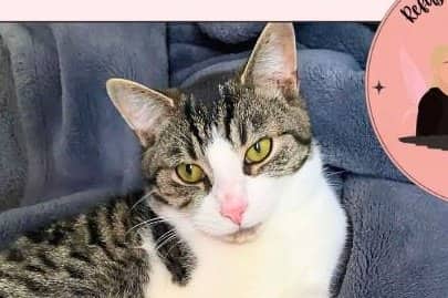 Yoshi - Domestic Shorthair cat available for adoption at A.B.C.'S Rescue in Montreal