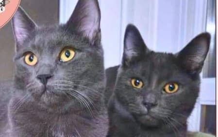 Yuzu & Litchi - Domestic Shorthair cat available for adoption at A.B.C.'S Rescue in Montreal