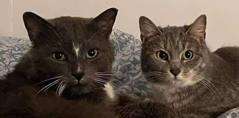 Bob & Daisy - Domestic Shorthair available for adoption