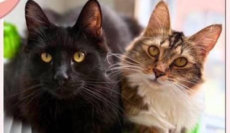 Duke & Lady - Domestic Shorthair cat available for adoption at A.B.C.'S Rescue in Montreal