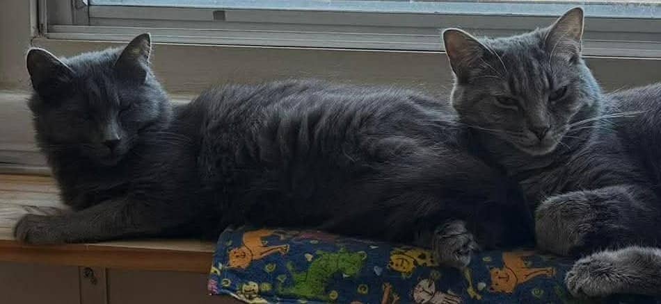 Brume & Boréale - Domestic Shorthair available for adoption