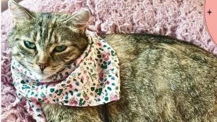 Céréales Multigrains - Domestic Shorthair available for adoption