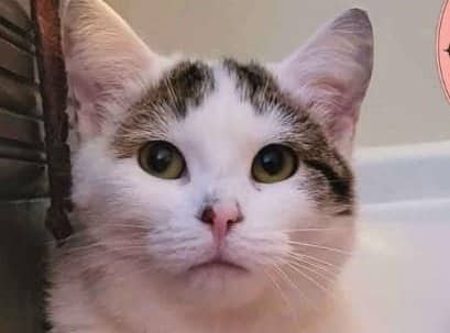 Finnia - Domestic Shorthair cat available for adoption at A.B.C.'S Rescue in Montreal