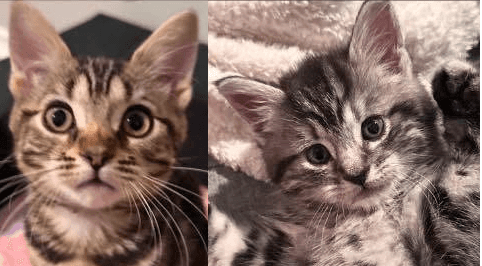Laguerta & Colonel Sanders - Domestic Shorthair available for adoption
