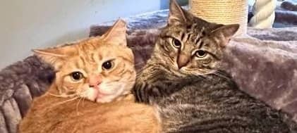 Wave & Pamplemousse - Domestic Shorthair available for adoption