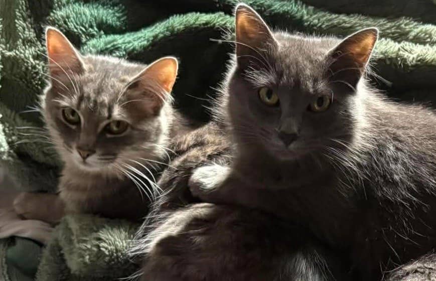 Willow & Raven - Domestic Shorthair available for adoption