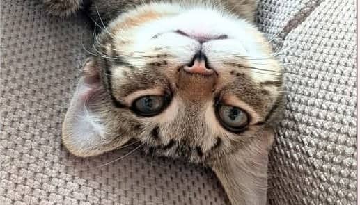 Blues - Domestic Shorthair cat available for adoption in Calgary