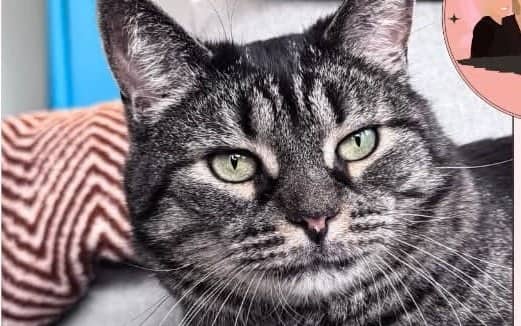 Catherine The Great - Domestic Shorthair cat available for adoption in Calgary