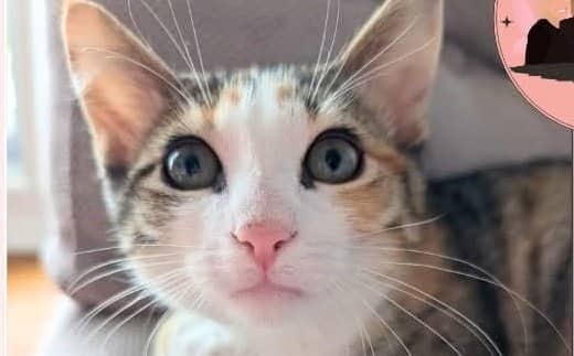 Jazz - Domestic Shorthair cat available for adoption at A.B.C.'S Rescue in Montreal