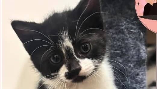 Lune - Domestic Shorthair cat available for adoption in Calgary