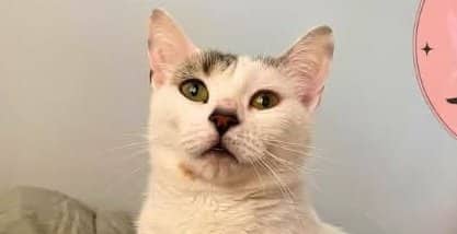 Maple - Domestic Shorthair cat available for adoption at A.B.C.'S Rescue in Montreal