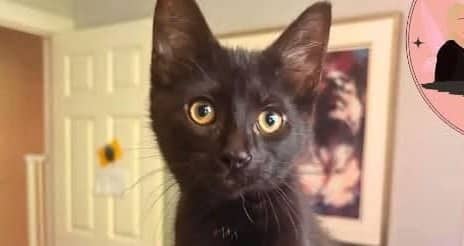 Minestrone - Domestic Shorthair cat available for adoption in Calgary