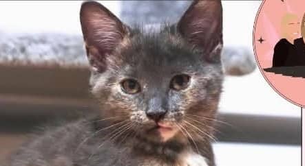 Moana - Domestic Shorthair cat available for adoption at A.B.C.'S Rescue in Montreal