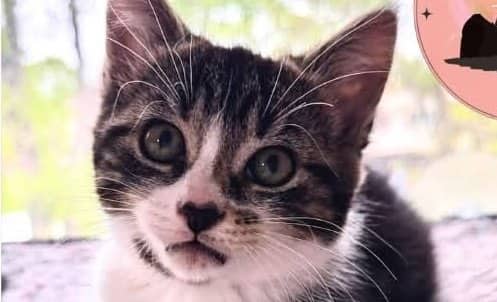Reese - Domestic Shorthair cat available for adoption at A.B.C.'S Rescue in Montreal