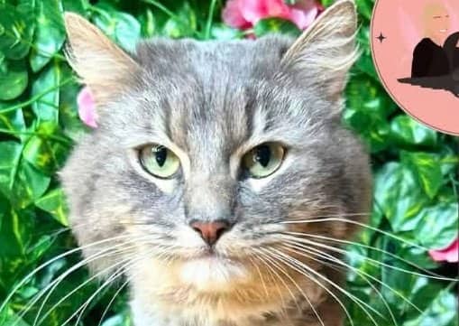 Sammy - Domestic Shorthair available for adoption