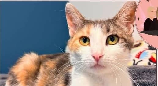 Sierra - Domestic Shorthair cat available for adoption at A.B.C.'S Rescue in Montreal