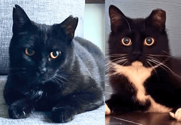 Sismecat & Emy - Domestic Shorthair cat available for adoption in Calgary