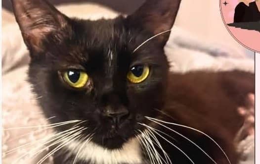 Soup - Domestic Shorthair cat available for adoption in Calgary