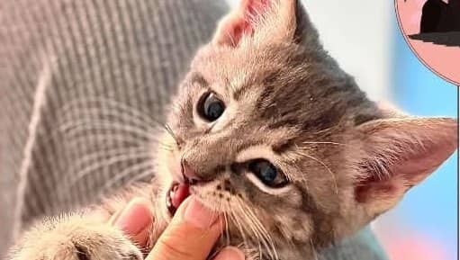 Tiana - Domestic Shorthair cat available for adoption at A.B.C.'S Rescue in Montreal