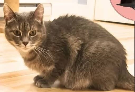 Tina - Domestic Shorthair cat available for adoption in Calgary